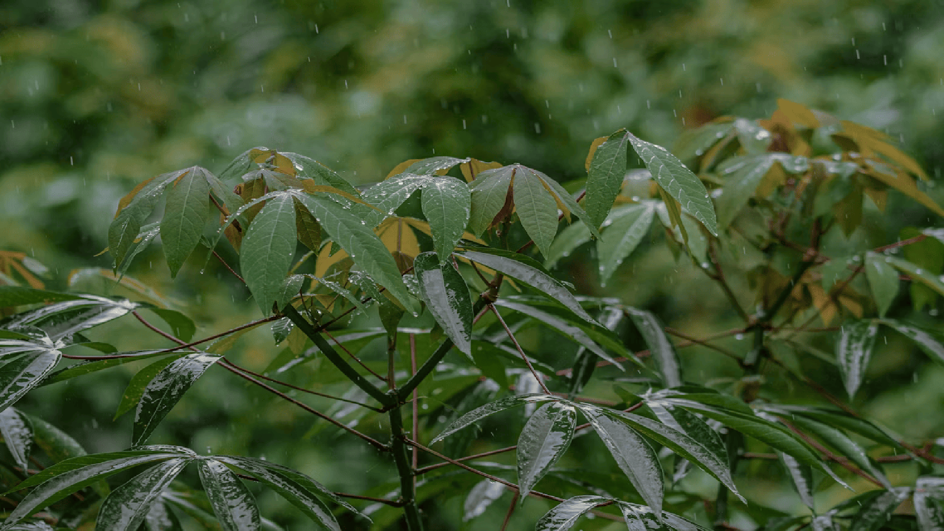 Nông sản sạch Bình Thuận