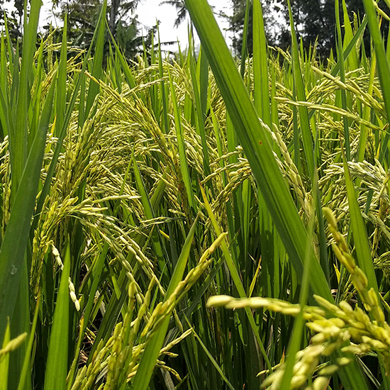 Lúa gạo Bình Thuận